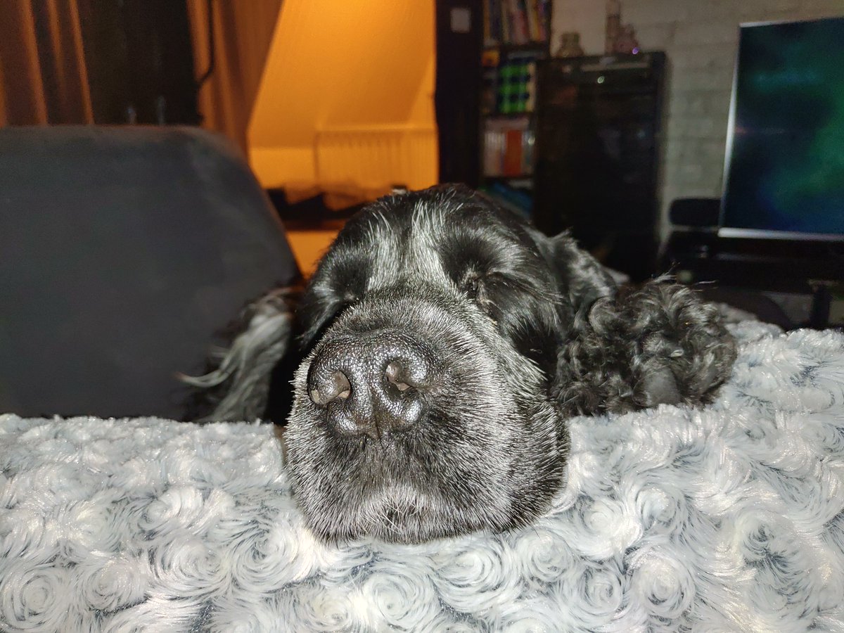 TheTuningGuy's tweet image. #snootaboop #Sylvester #dogsoftwitter