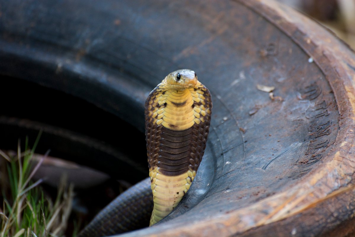 GrahamvdR's tweet photo. @snakeplanetZW Hi. Can you confirm this is a snouted cobra? What’s the easiest way to differentiate between that and the Mozambique spitting cobra? https://t.co/8XkDtzMZsm