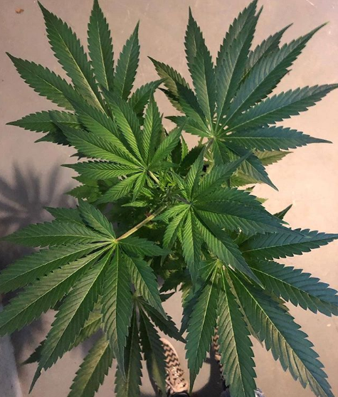 lamotagrow's tweet photo. La semaine ne pouvait pas mieux commencer ! 😁
Admire avec nous la symétrie et les œuvres d’art que génère la nature 😍
📷 #DeliciousCandy by #DeliciousSeeds
➡ https://t.co/r8pBAxL6Hy
#OnApplauditLaNature https://t.co/5eRqgQNcwW