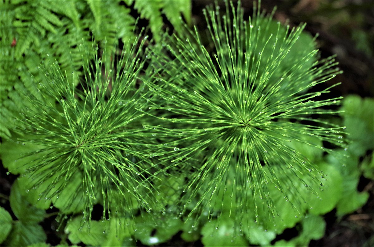 NWSeasons's tweet photo. When I was a kid, my grandfather used to pay me to pull the horsetails from the slope above his beach on Puget Sound. I've come to appreciate this ancient, primitive native plant. #PNW #NorthwestNative #getoutside https://t.co/C1J9Fh77q2