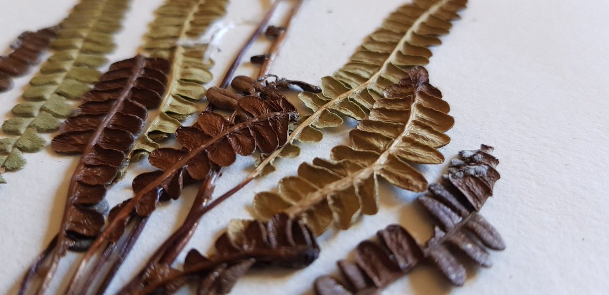 FI_Conservation's tweet photo. 🍂🎋🌼🌿EXCITING NEWS 🌿🌼🎋🍂
https://t.co/7Tx5oyH8sR
The Falkland Islands National Herbarium is now online! 
Browse the samples and discover more about the FINH by following the link. 
>300 specimens are currently available, and more will be added!
#Herbarium #Botany #plants https://t.co/qzUEaRaU9b