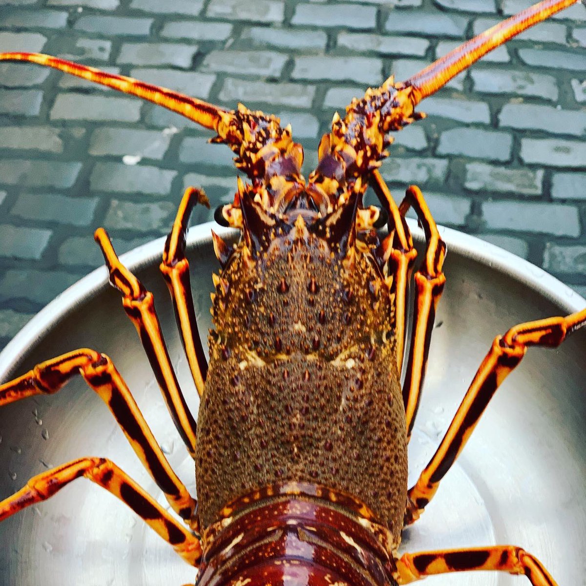 SSI_WHOLESALE's tweet photo. So excited to see these beauties back!! Normally 99.9% is exported. Irish crayfish 
Aka
Spiny lobster 
Or 
Aragosta                               #irishseafood #irishshellfish #loalseafood https://t.co/k6AYgjYzU6