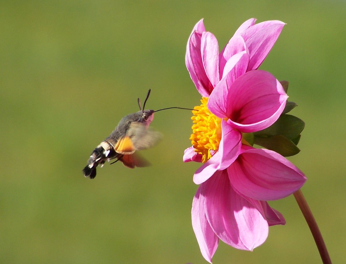 ThatJezRose's tweet photo. It's time for #TinyCreatureFeature and this week we are introducing you to the #Hummingbird Hawk-moth. So named after the smallest bird in the world. Both survive on a diet of #Nectar, which the Hummingbird Hawk-moth sucks up through it's proboscis. https://t.co/BgVYnB5L2w