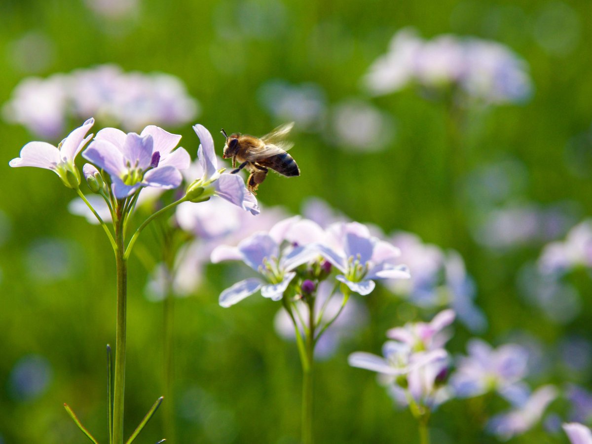 gerardpozzi's tweet photo. A beautiful weekend calls for a little photography 📸🐝 #olympuspenf #12100mm #cuckooflower #birdeyespeedwell #garden #bee #naturephotography #weekend #spring #stayhome https://t.co/RMSq5ZuJyj