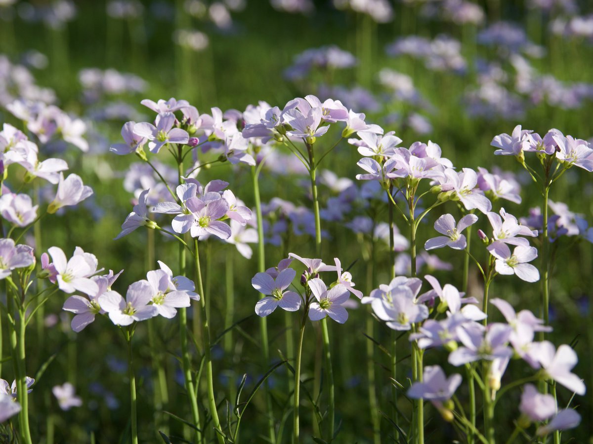 gerardpozzi's tweet photo. A beautiful weekend calls for a little photography 📸🐝 #olympuspenf #12100mm #cuckooflower #birdeyespeedwell #garden #bee #naturephotography #weekend #spring #stayhome https://t.co/RMSq5ZuJyj