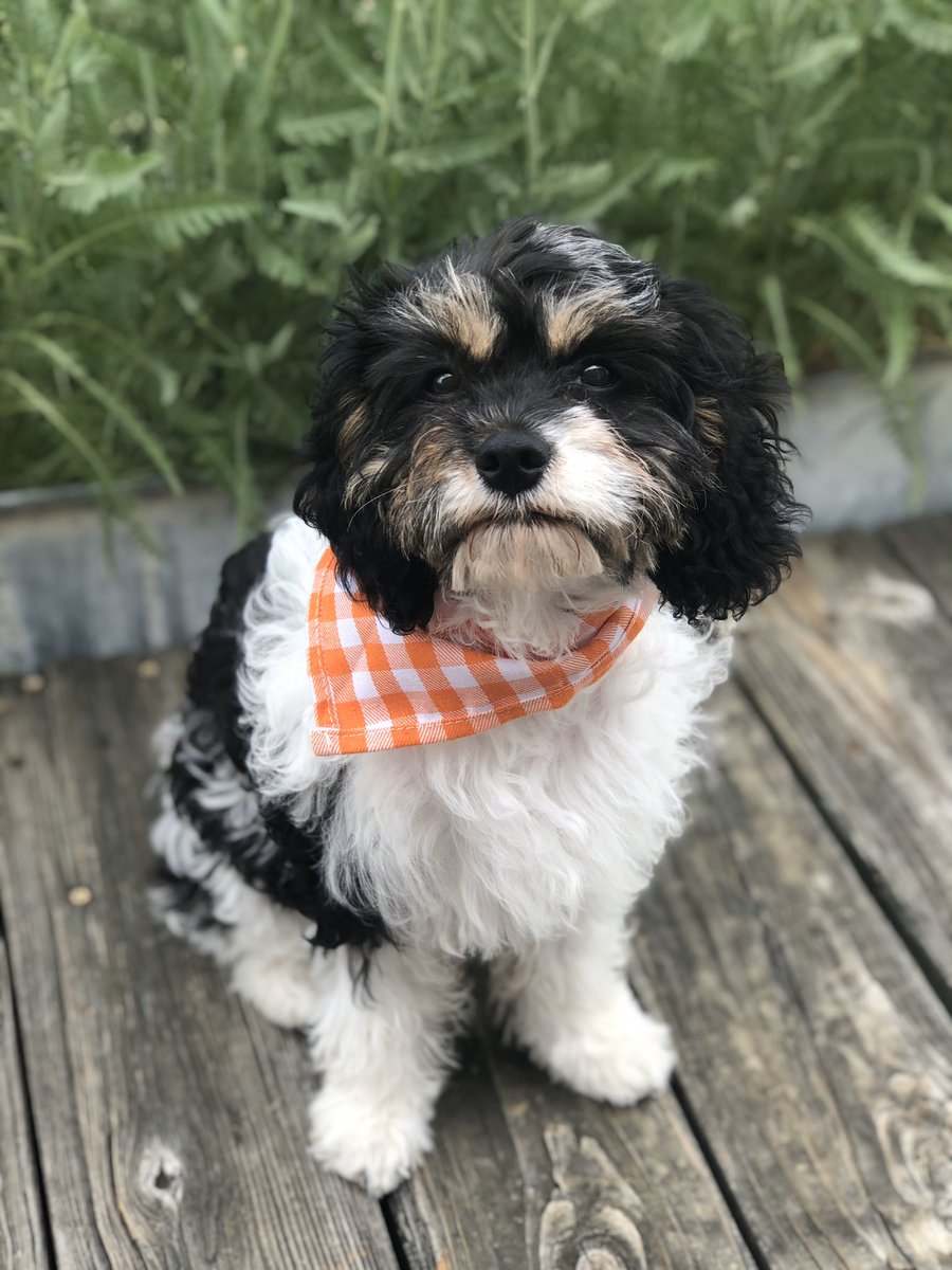 thenursesavage's tweet photo. Myla dressed up extra special today to say THANK YOU to all the amazing teachers and nurses out there! It’s their week to be spotlighted 🎉 shout out @KatieHerman26 ! 
#gisdnursesweek #gisdalwaysconnected #gisdhealth #gisdnursesthankateacher https://t.co/lVW0c7nEst
