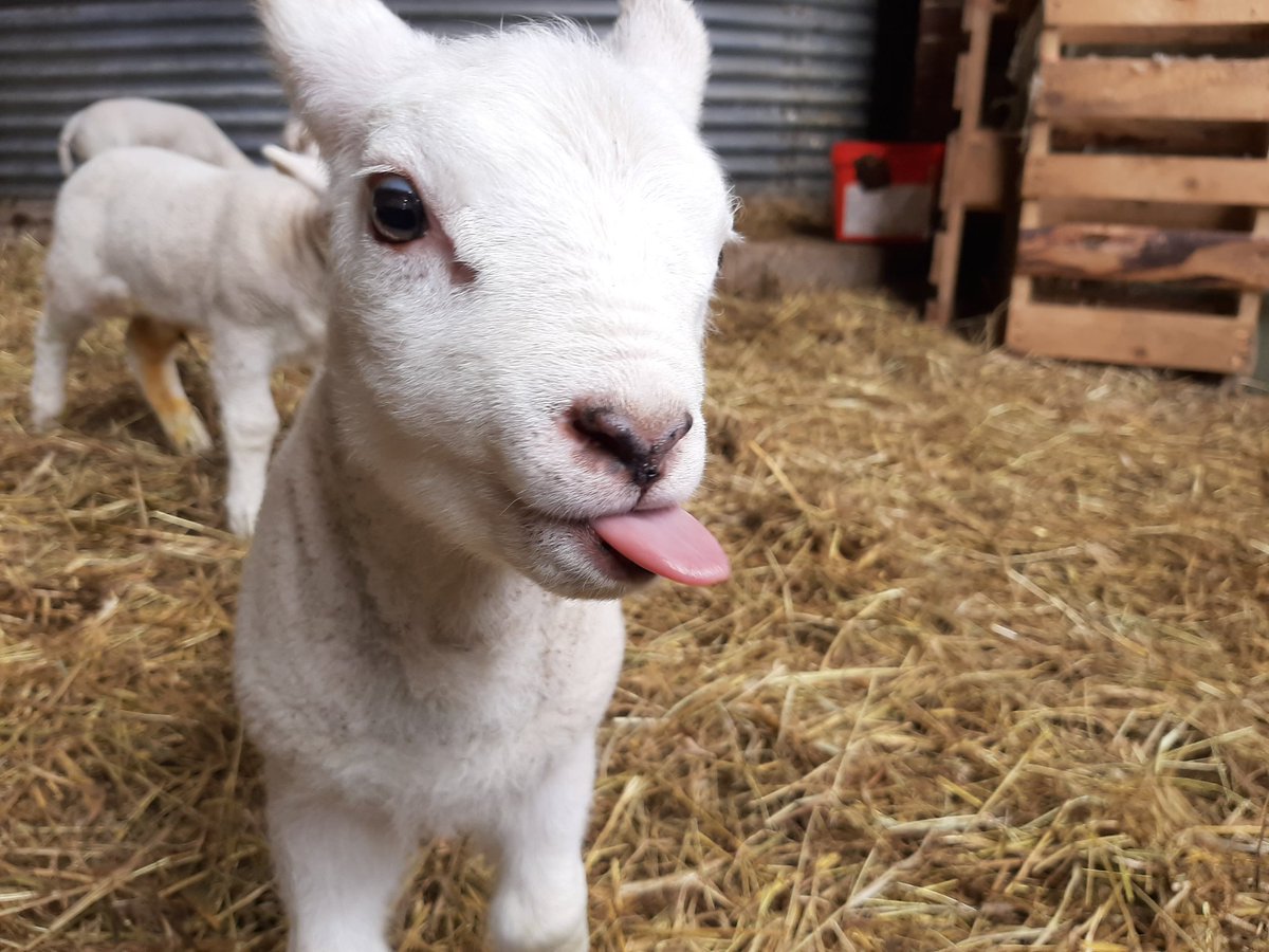 Daily Sheep tweet media