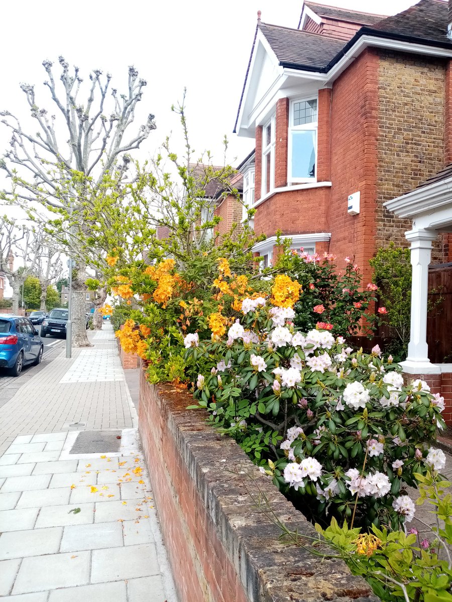 MPSThamesfield's tweet image. A feeling of spring this morning on foot patrol around #westputney and #thamesfield #StayHomeSaveLives 🌈👮
