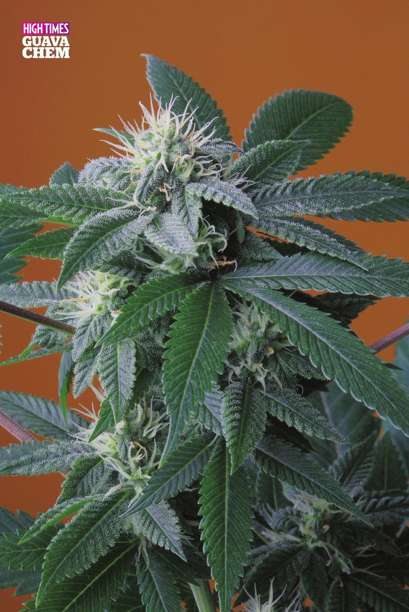 HIGH_TIMES_Mag's tweet photo. Healthy 'Guava Chem' plant. 🍈💯 (Star Dawg x Trey Dawg).

🌲: Created by Top Dawg Seeds
📸: Centerfold photo - Brian Jhan https://t.co/R6XDGUMaFW
