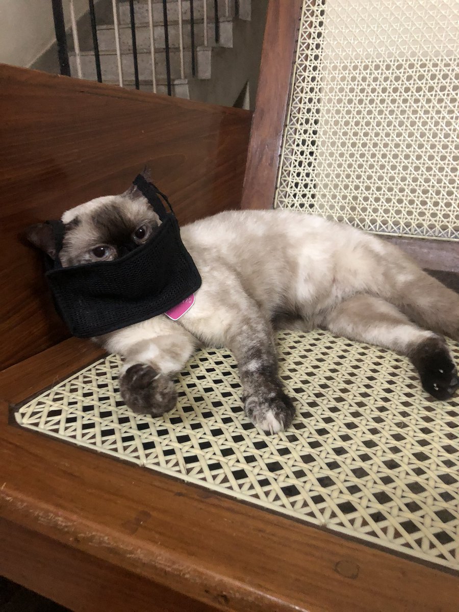 BeachNamitha's tweet photo. I finally get the mask from @amazon and it’s a total waste ! It’s the tiniest one that only my thin cat 🐱 can wear it! #thankyouamazon https://t.co/sSx859kLPU