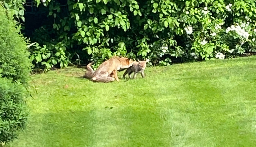 Nature Thrives robertkyriakides.wordpress.com/2020/05/04/nat…