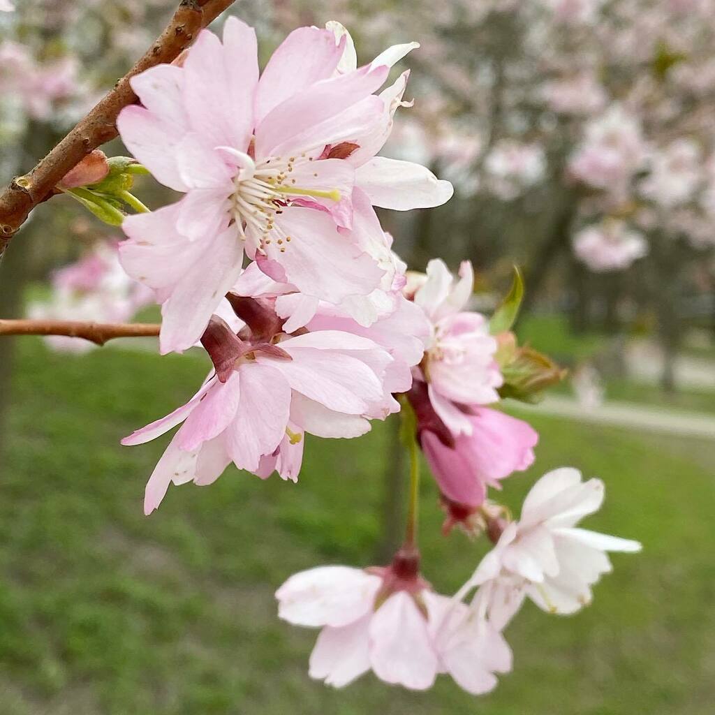 tuulaslife's tweet photo. Hyvää uutta viikkoa! 🌸🌸
Have a nice new week! 🌸🌸..
#kirsikankukat #kirsikkapuu #cherrytrees #cherryblossom #spring #kevät #soringvibes #hanami #cherrytree #kukka #luonto #turku #nature #tuulaslife #bloggaaja #nelkytplusblogit #åblogit #flowers #pink … https://t.co/ZXb254JhCS https://t.co/c16BVmiIUM