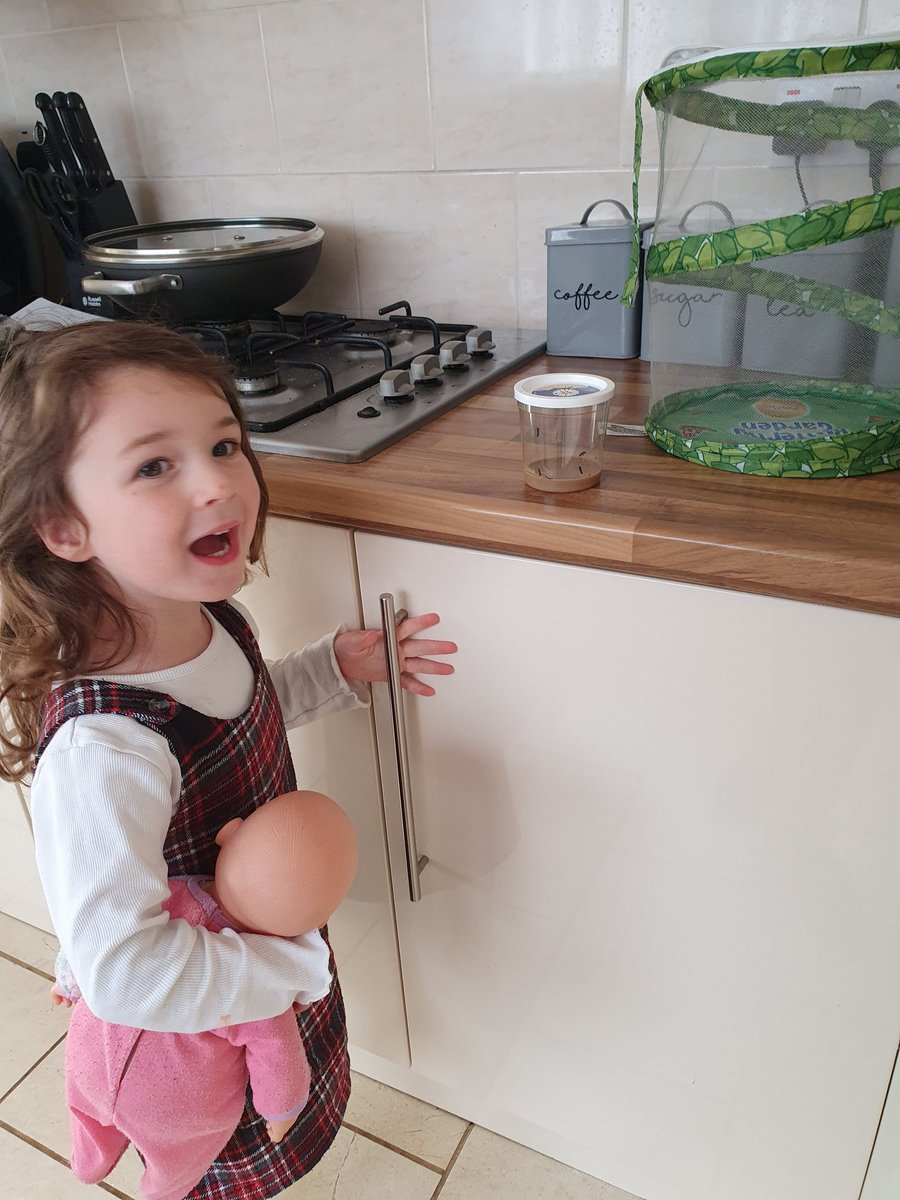 We have some new visitors in our house <a href="/insectlore/">alex ⚡️</a> someone is very excited to look after her baby caterpillars, Ellie, Sophia, Freya, Squiggle and Squeggle <a href="/TemplarsPrimary/">Templars Primary Sch</a>