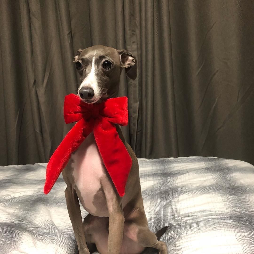 HHGOUDOWN's tweet image. 🥕HAPPY HAUTE DAY🥕
       🎂우리 오뜨야!!!!

#HBD_HAUTE_오래오래_행복하자 #HappyHauteDay
 #오뜨 #이승훈 #이오뜨 #Haute 
@official_hoony_