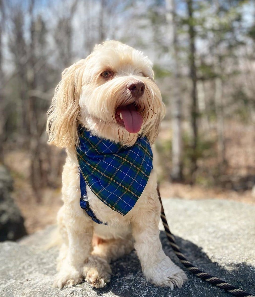 halipawsns's tweet photo. From @doyle_the_havanese • • • • • • The Bluff Wilderness Hiking Trail Take a wild side 🌲 . . . #havanese #havaneseofinstagram #havaneselove #havaneseoftheworld #naturelover #naturewalk #nature #dogsofinstagram #dogsofcanada #dogsofnovascotia #hfxdogs #halifaxdogs… https://t.co/mnYsFP9Z6w