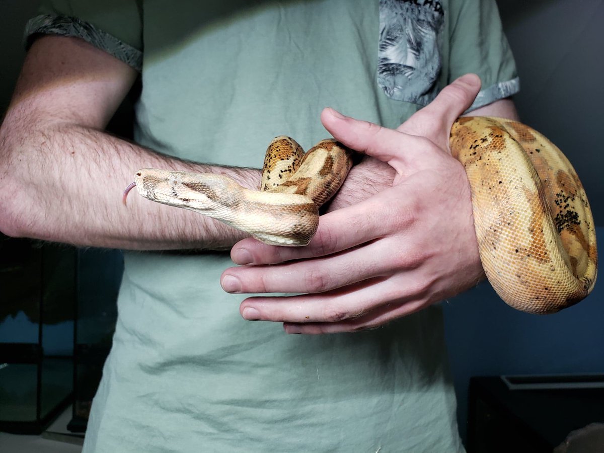 Constrictologie's tweet photo. Lucy - Hypo Hog Island Boa https://t.co/DlzU9cZ07q