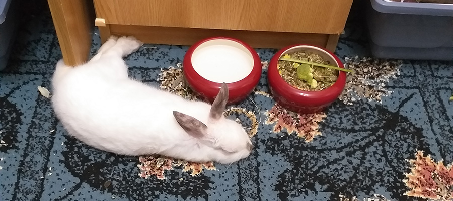 FriendsArthur's tweet photo. The first 3 pictures are from Arthur's birthday when Venus and her sister Panda wore helmets. The helmets were made by hand by the parents.  #bunny #bunnygirl #bunnylife #bunnyoftheday #petbunny #petrabbit #rabbit #rabbitgirl #rabbitlife #rabbitoftheday #r https://t.co/xIiwiVxusX https://t.co/wy7MJTJXrX