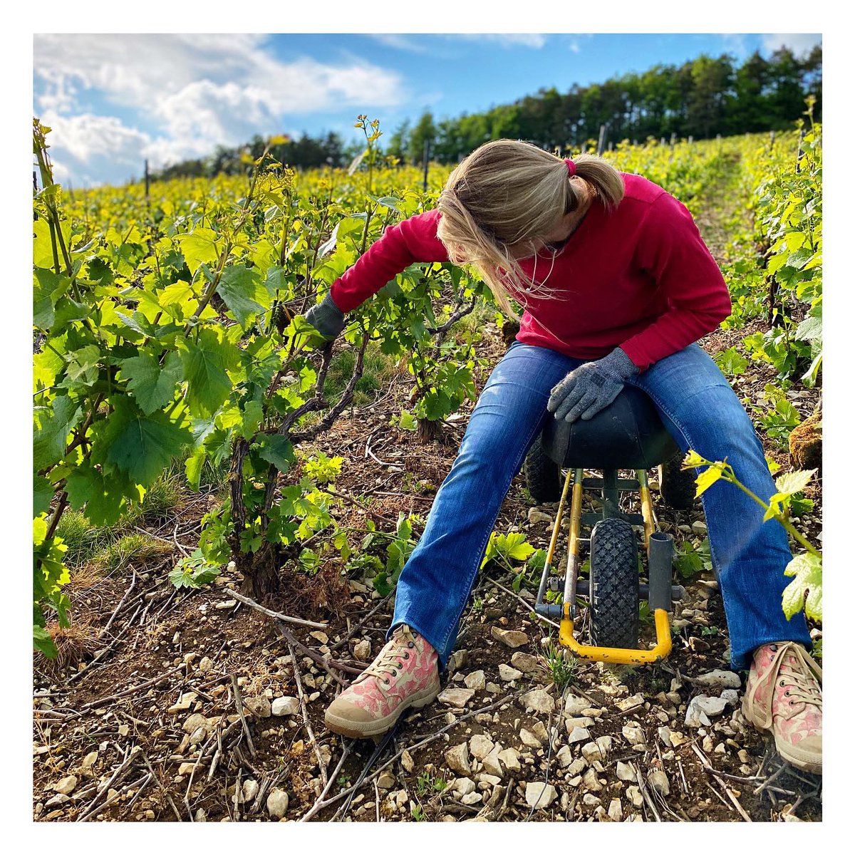 ChpBeerens's tweet photo. Ebourgeonnage de nos parcelles avant un palissage précoce.🌱
#champagne #champagnebeerens #lavignecontinue #nature #ebourgeonnage #disbudding #pinotnoir #mychampagne #RestezOptimistes #champagnedevignerons #terravitis #cotedesbar #vigneronindependant #champagneindependant https://t.co/KlgNiNJKzM