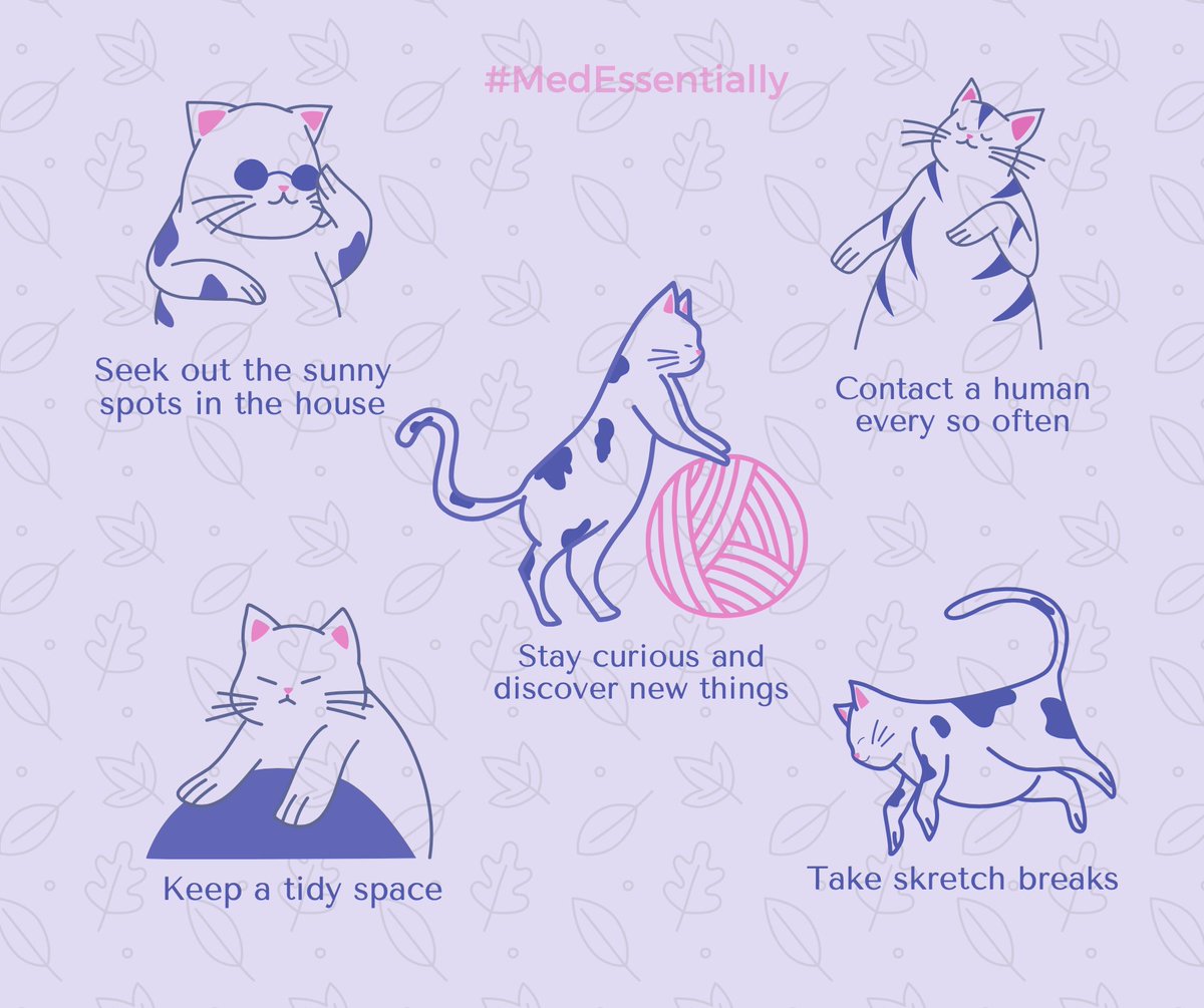 Med_Essentially's tweet photo. Lockdown advises from a Cat. 

#LOCKDOWN2020 #leisure #cats #advice #COVID19 #kitten #StayAtHome #NHSheroes #SundayFunday #SundayMotivation https://t.co/lVFO9fjGo1
