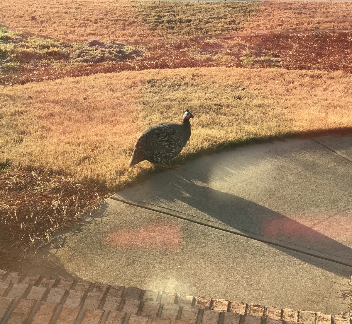 RMSingleton's tweet photo. This little underrated guy visits our house every morning. So in honor of #NationalBirdDay thanks for stopping by. https://t.co/sF4y9Hkr2x