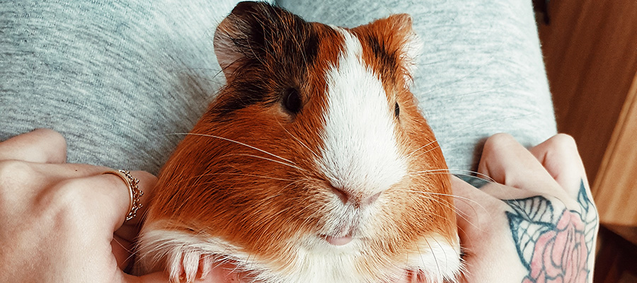 FriendsArthur's tweet photo. Arthur loves to stay in bed with us. Especially on our chest where he relaxes and sleeps. In these pictures he is sitting on his bottom supported by my legs.  #guineapig #guineapigboy #guineapiglife #guineapiglover #guineapigmoments #guineapigoftheday #gui https://t.co/Cc184IqNUC https://t.co/GA7vTot1i9
