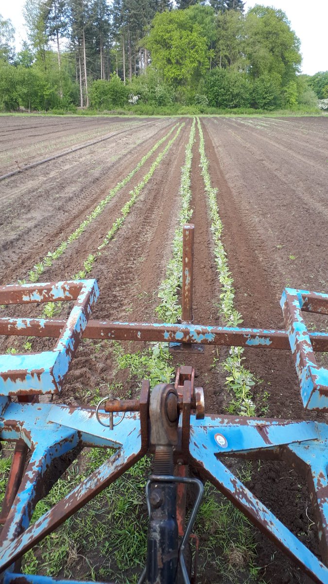 Na de regen is het onkruid wel gegroeid. Hier halen we het met de machine van het land.  #biologisch <a href="/Dimence/">Dimence</a>  <a href="/DimenceGroep/">DimenceGroep</a>