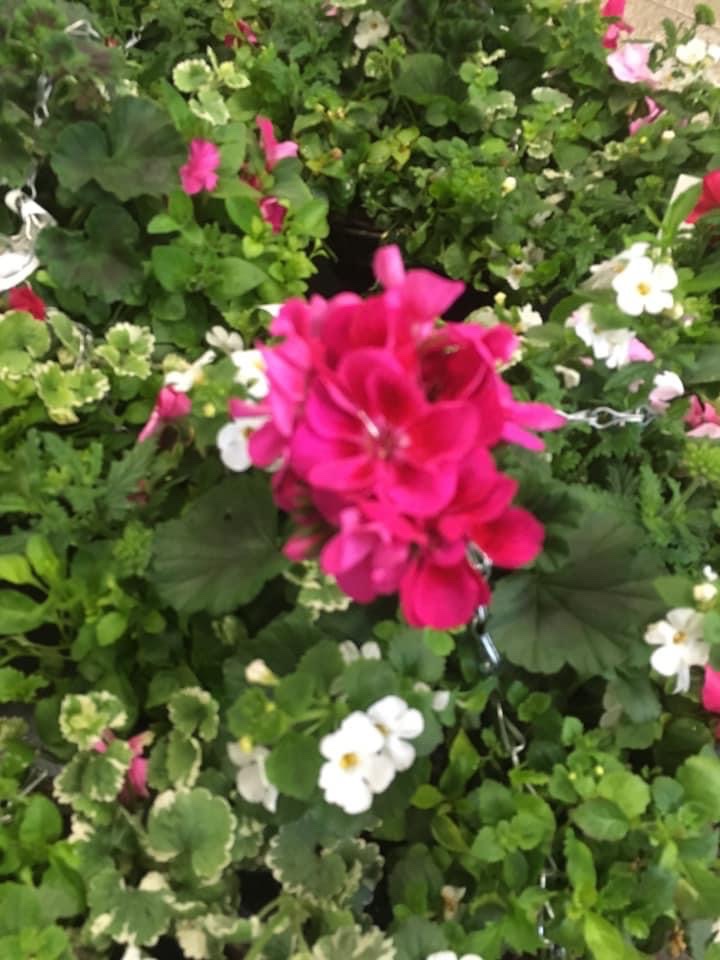 We are now taking orders for hanging baskets from Dundonald Nurseries. Last year’s were beautiful! 🌺 Cost £16.99
Collection from BRA on 29th MayPayment must be made in advance via PayPal to braoldgirls@outlook.com

To order please email or pm us.