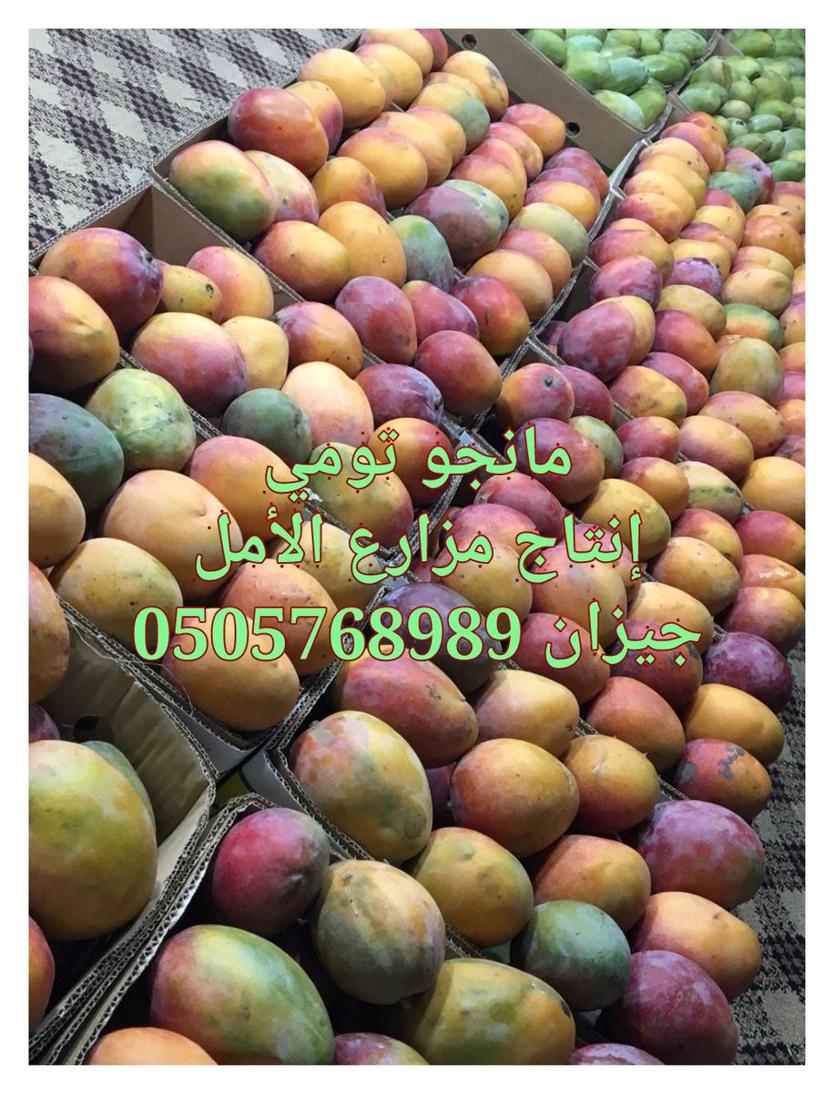 Shatla_1's tweet photo. مانجو تومي https://t.co/8wD1HRYcy2