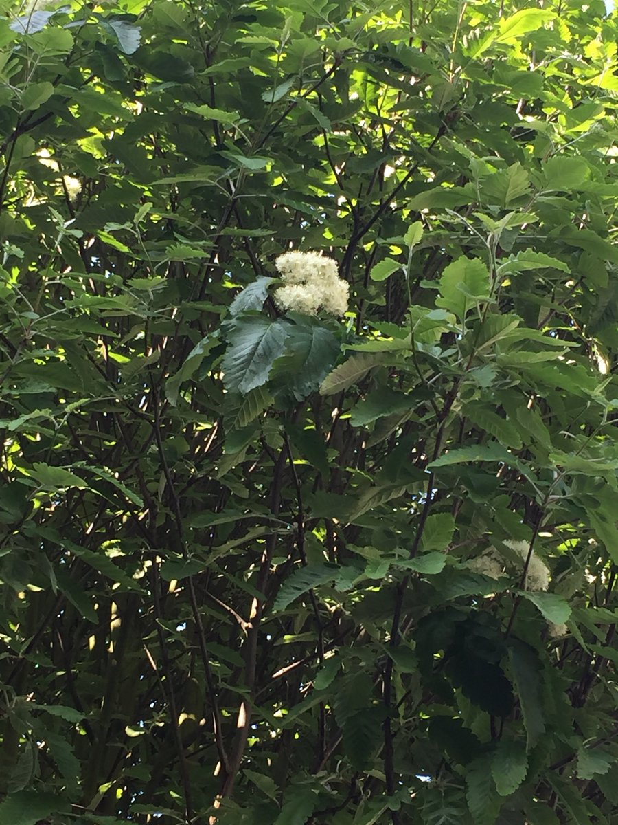 treetalkuk's tweet photo. This Swedish Whitebeam is just coming out of blossom but cuts a fantastic π³ shape
#wellbeing #discovery #TreeTalk #DailyExercise #TreesFromWindows https://t.co/rXGFhEGkkl