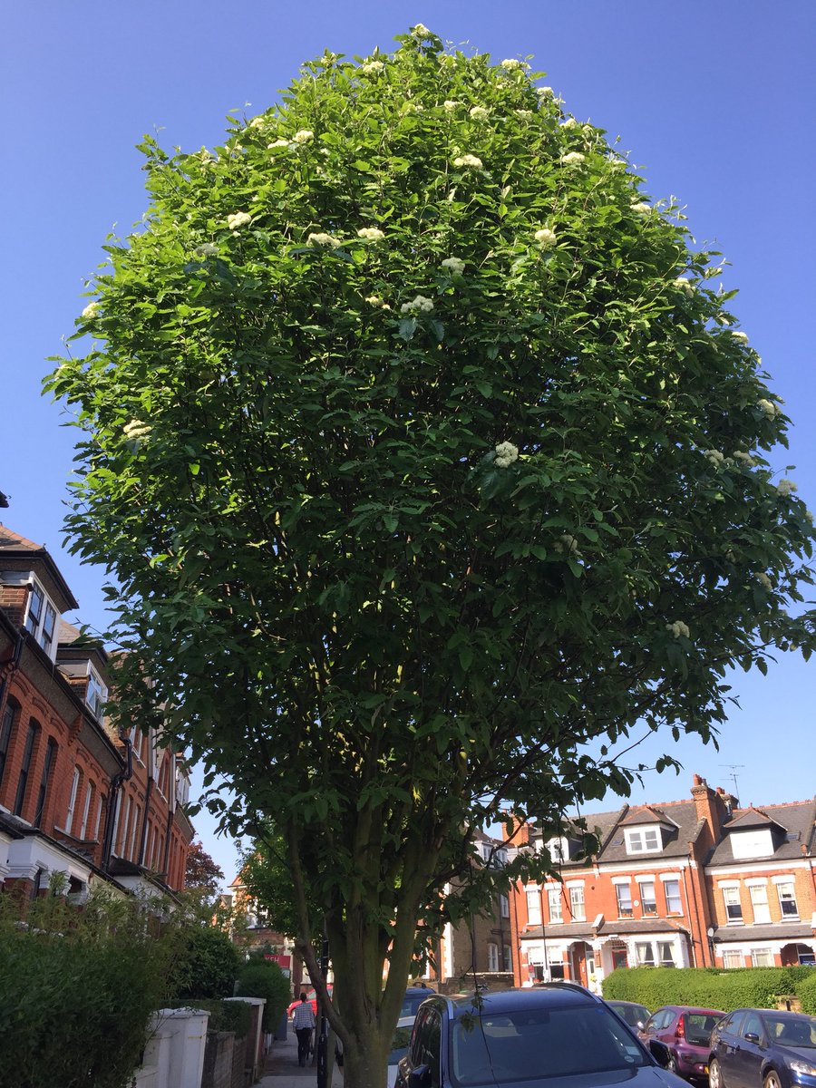 treetalkuk's tweet photo. This Swedish Whitebeam is just coming out of blossom but cuts a fantastic π³ shape
#wellbeing #discovery #TreeTalk #DailyExercise #TreesFromWindows https://t.co/rXGFhEGkkl