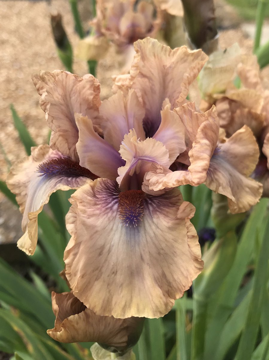 IrisesSeagate's tweet photo. Intermediate iris ‘tangfu’... I’m not sure on this one yet it looks great with others but standalone I’m on the fence!! #intermediateiris #tangfu #onthefence #irislove #iris #irises #lincolnshire https://t.co/igtK5QNH2X