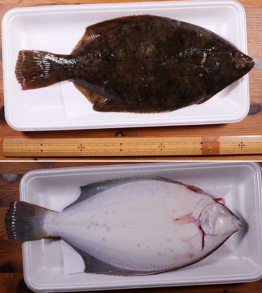 Sawagani550 年5月4日購入 甘手カレイ マコガレイ 普段はこのスーパー では見かけないけど 今日の夕方に4パック並んでいた 今年は定番以外の品が出たらなるべく購入する方針なので買った 5枚におろしてお刺身 肝醤油でたべたらすごい 語彙力