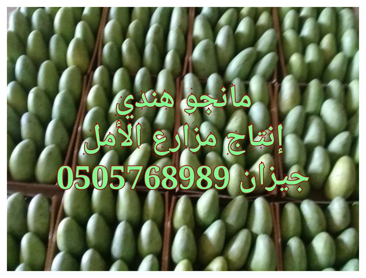 Shatla_1's tweet photo. مانجو هندي خاص https://t.co/I5DHWN8WUv