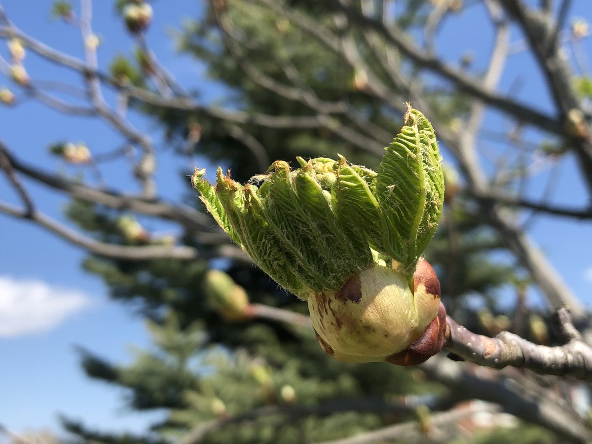 deyingkong's tweet photo. Spring is just coming to #Markham. It is getting warmer. Hopefully COVID-19 will magically disappear in warm seasons https://t.co/A3eOeOITqa