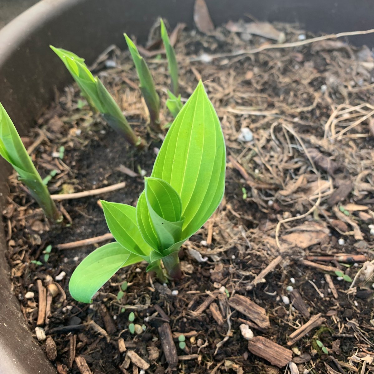 keepingbusyb's tweet photo. Hello everybody! It's been awhile since I've blogged...find out what I've been up to: https://t.co/JP46Dzl5PR #gardeningisnotcancelled #keepingbusy #gardening #urbangardener https://t.co/Fu8EqM6DCs
