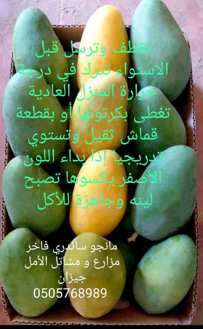 Shatla_1's tweet photo. مانجو ساندري صنف فاااااااااااااااااااااااااااااخر
إلى ما قد ذاق الساندري لا يقوووول انه اكل مانجو
متوفر لدينا شتلات وثمام المانجو الجيزاني مزارع ومشاتل الأمل جيزان 0505768989 https://t.co/8aKGwnLTfb