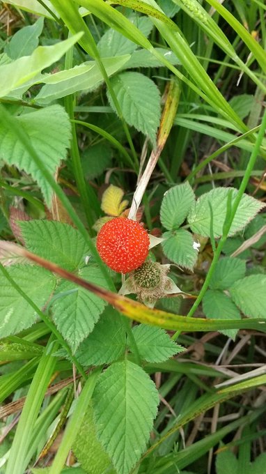 野いちごのtwitterイラスト検索結果