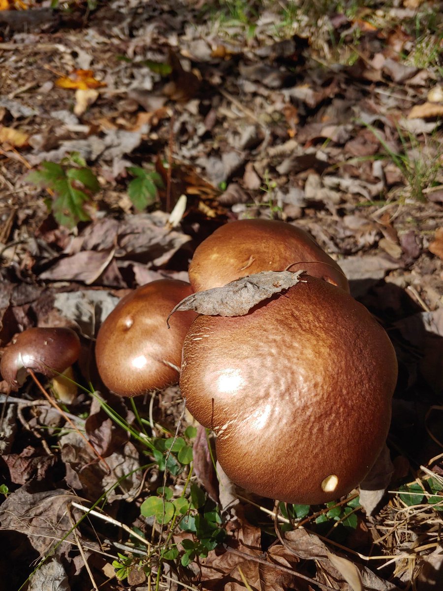 bahudso's tweet photo. Wine Caps just keep on coming #mushrooms #mycology #winecaps https://t.co/1xBhTujI8K