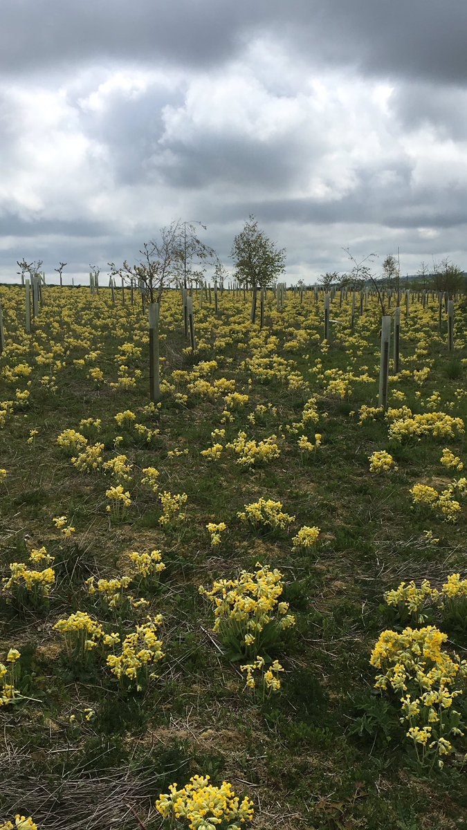 Lovely show of cow slips