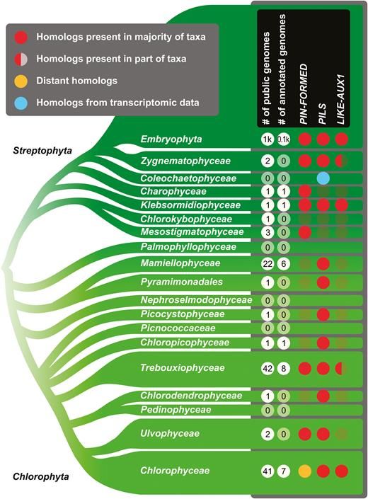 JXBot's tweet photo. Read all about the evolutionary origins of #auxin transport: what we know and what we need to know https://t.co/Rz8C2pbY8p on this review by Jan Petrášek and col. #algae #landplants https://t.co/Hfn7lnleSr