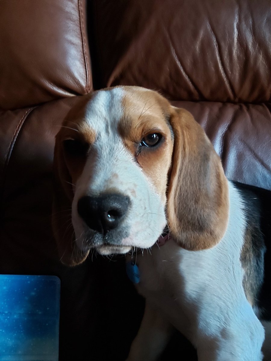 StarTheBeagle's tweet photo. Just relaxing with my dad xx
Looking cute #beagle #pupdate #dogsoftwitter https://t.co/eZvlWM2Npv