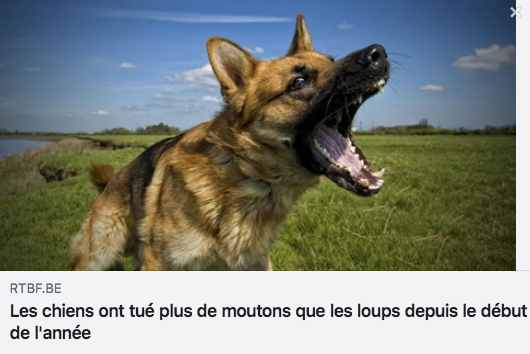 ASPASnature's tweet photo. En Belgique, les chiens ont tué plus de moutons que les loups selon l'Institut INBO : https://t.co/lGJjGAgXnF 
Pas loin du @pasdecalais62 donc, là où @WillySchraen crie au #loup, justement ! Pour mieux comprendre le loup et accepter sa présence : https://t.co/eoQCHEzcQH https://t.co/HMNGdF2V0c