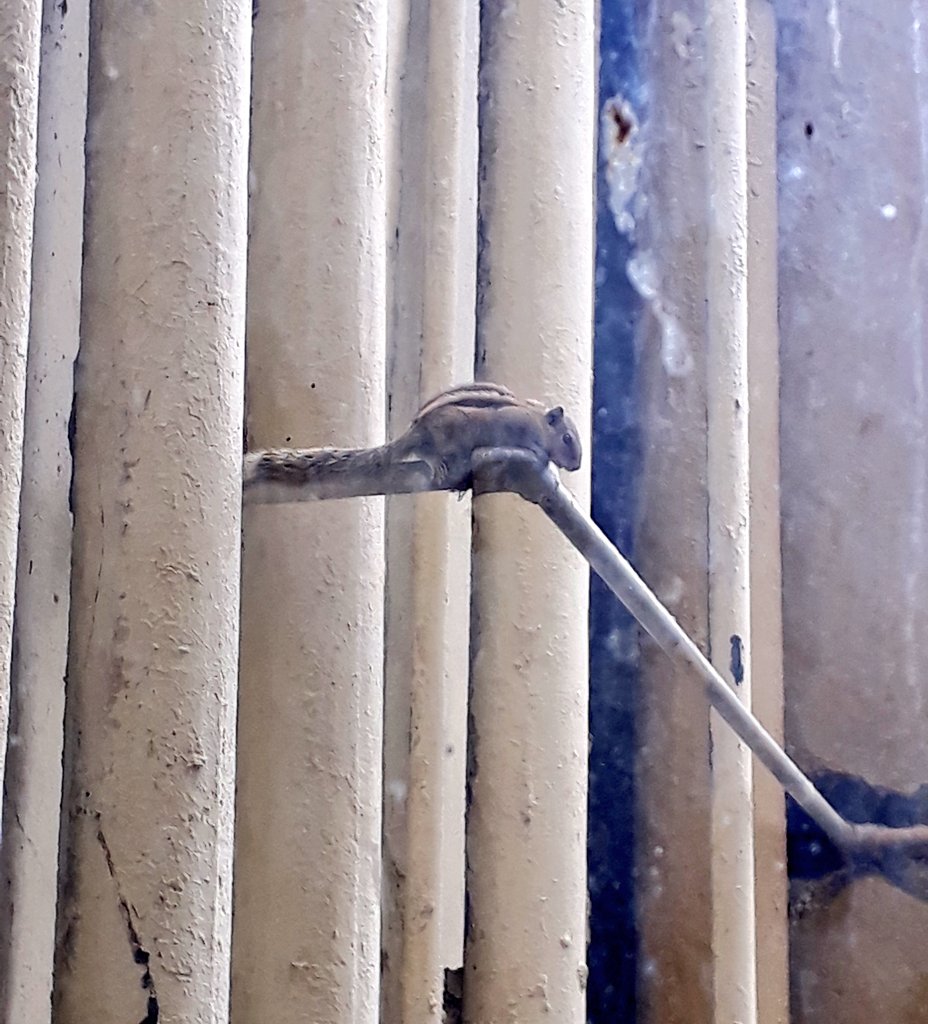 nivedita_Him's tweet photo. There she is ... perched atop a pipeline ... two floors high.
#Delhi #squirrels #ViewFromMyKitchen https://t.co/GpaGJjZ53o