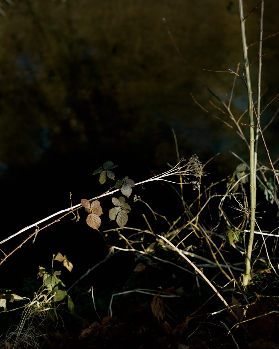 Compelled by an experience of watching her grandmother “disappear”, Ellie Burd’s ongoing project "She may not remember you" is a delicate and honest exploration into dementia and the relationships she has built with those affected...
✏️Chloë Tibbatts
splashandgrab.co.uk/features/ellie…