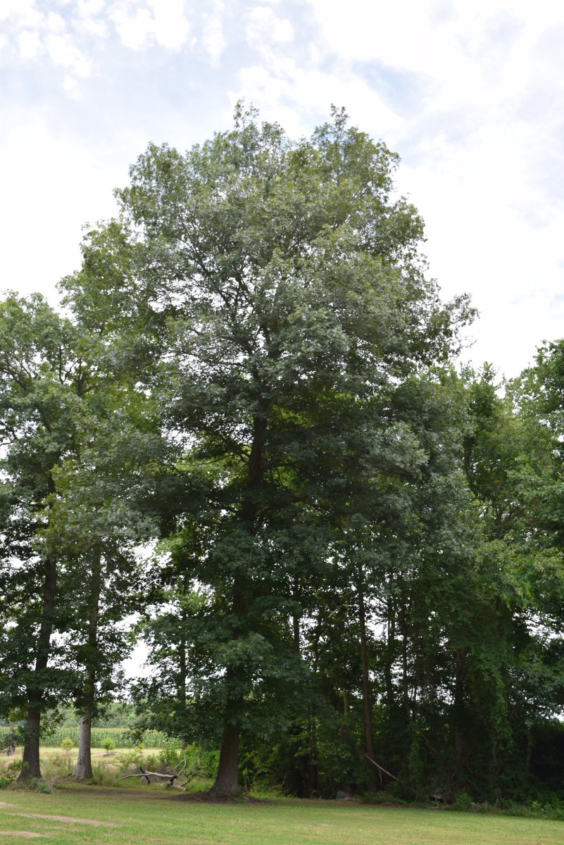 ForestryCommish's tweet photo. We are continuing a series of posts that feature info, including identification characteristics, about native species found in SC's forests. Today we are featuring pignut hickory: https://t.co/MWicoA8luS #WhatsHappeningInTheForest #SCFCUrban #NASF100 #CentennialChallenge https://t.co/nUt72dgJO1