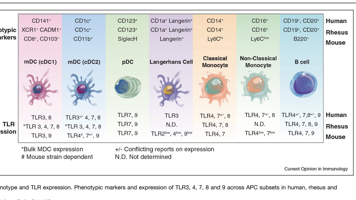 morir Dispersión Red David Steensma, MD on Twitter: "Why were the antigens called “Clusters of  Differentiation” (CD)? Data were analyzed statistically via "cluster  analysis"; this method tried to identify clusters/groups of antibodies with  similar patterns