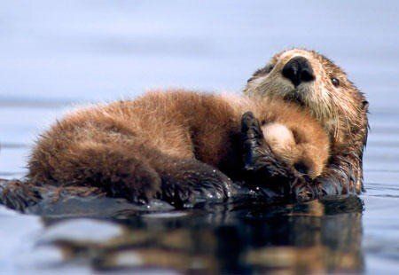 dave__whiteside's tweet photo. In this week's #COVID19 instalment of “Mondays are usually tough, these Mondays are even tougher, so here are a bunch of cute animal pics”: Sea otters with their babies.

Consider this a shout-out to all of the working parents who continue to juggle work and parenting all day. https://t.co/TkHoNehVu2