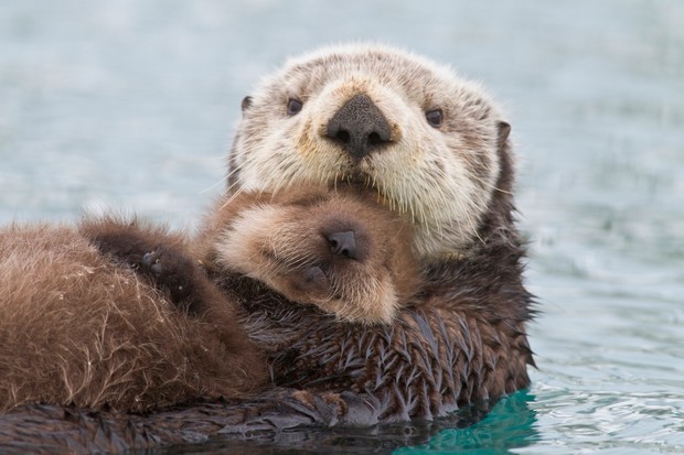 dave__whiteside's tweet photo. In this week's #COVID19 instalment of “Mondays are usually tough, these Mondays are even tougher, so here are a bunch of cute animal pics”: Sea otters with their babies.

Consider this a shout-out to all of the working parents who continue to juggle work and parenting all day. https://t.co/TkHoNehVu2