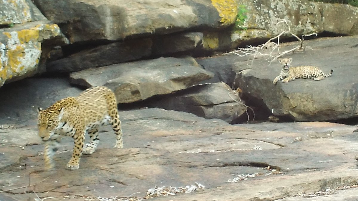 l_syphax's tweet photo. Neues von #wildLIVE! In den ersten 50.000 (!!!) Kamerafallenbildern haben #citzenscientists fast 300 mal den #Tapir, 1300 mal den #Jaguar, und ca. 9000 #Peccaries gefunden. Hier ein paar unserer Juwelen... Vielen, vielen Dank fürs Mitmachen!
#topten #citizenscience @Senckenberg https://t.co/yWrPokwgG5