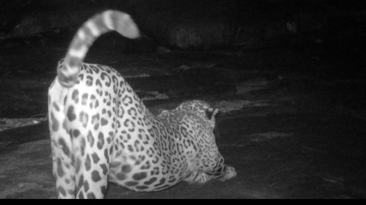l_syphax's tweet photo. Neues von #wildLIVE! In den ersten 50.000 (!!!) Kamerafallenbildern haben #citzenscientists fast 300 mal den #Tapir, 1300 mal den #Jaguar, und ca. 9000 #Peccaries gefunden. Hier ein paar unserer Juwelen... Vielen, vielen Dank fürs Mitmachen!
#topten #citizenscience @Senckenberg https://t.co/yWrPokwgG5